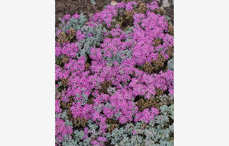 Rozchodník Rosenteppich - Sedum cyaneum, kont. 0,5 l