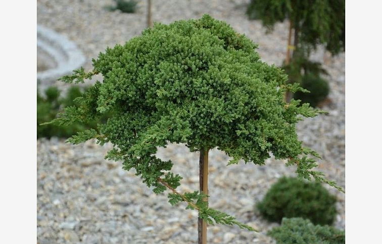 Borievka poliehavá NANA na kmienku 50-60 cm, kont. 5 l