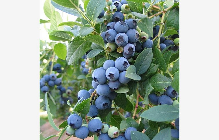 Čučoriedka kanadská Bluejay 30-40cm - Vaccinium corymbosum kont. 1,5 l