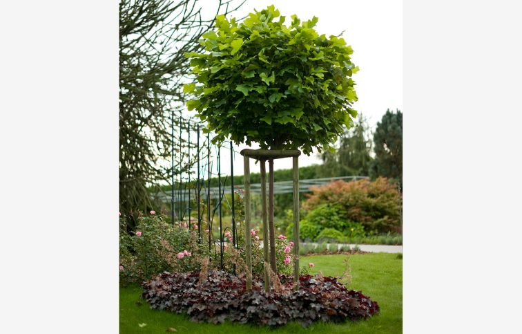 Ľaliovník Edward Gursztyn na cca 220cm kmeni, v. 270-300cm, obv. km. 10-12cm, kont. 25l