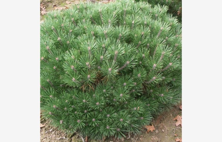 Borovica čierna PIERRICK BREGEON, výška 30cm, priemer 30cm, kont. 9 l