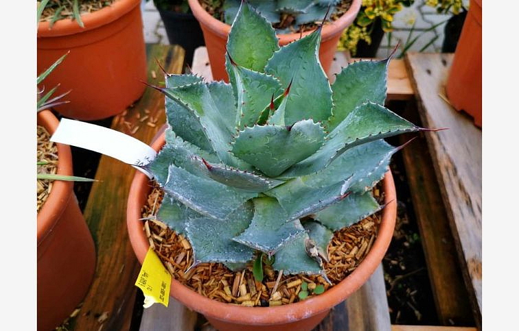 Agave PARRYI 15-20 cm , kont. 9 l