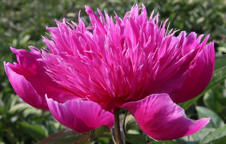 Pivonka bylinná Purple Spider - Paeonia lactiflora kont. 1,5 l