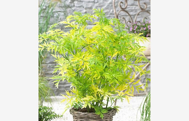 Baza čierna Golden Tower 10-20 cm, kont. 2 l