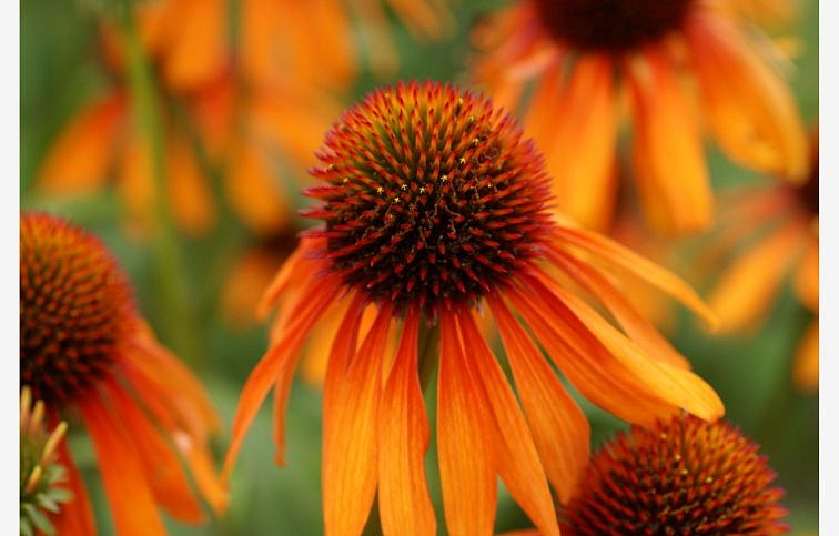 Echinacea purpurová Dutch Royalty, kont. 1 l