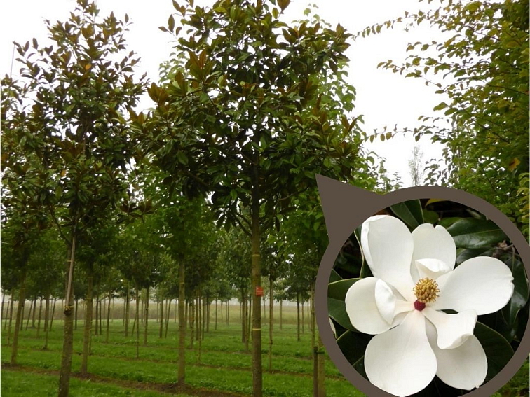 Magnólia veľkokvetá Gallissoniensis na 160-180cm kmeni, v. 270-320cm, obv. km. 8-10cm C50l