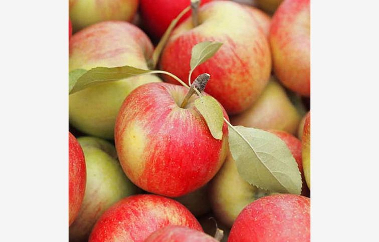 Jabloň Šampion, podpník M26, voľnok.