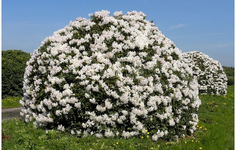 Rododendron hybridný Cunninghams White 20-30cm - Rhododendron kont. 2 l