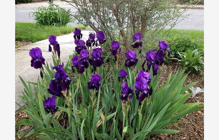 Kosatec nemecký Eleonor Roosevelt - Iris germanica, kont. p11