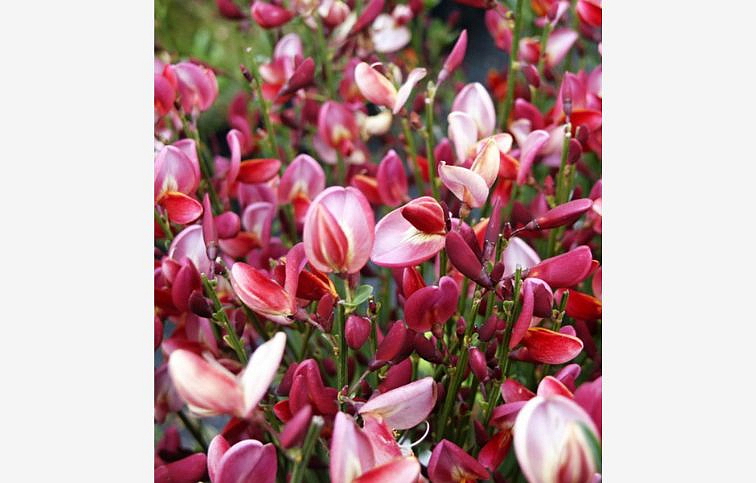 Zanoväť Hollandia 20-30cm - Cytisus kont. 1,5 l