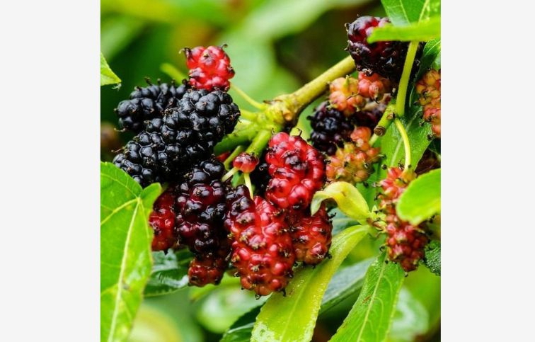 Moruša biela na kmienku, výška 140-160 cm, kont. 3 l