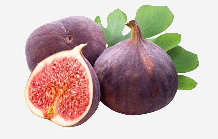 Figovník Brogiotto Nero na cca 70-90cm kmienku, v. 150-200cm, obv. km. 6-8cm, kont. 15 l