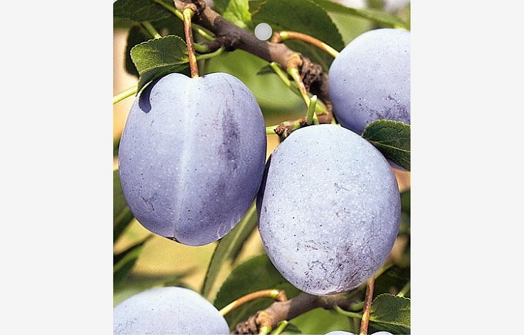 Slivka Čačanská Najbolja podpník myrobalán, voľnok.