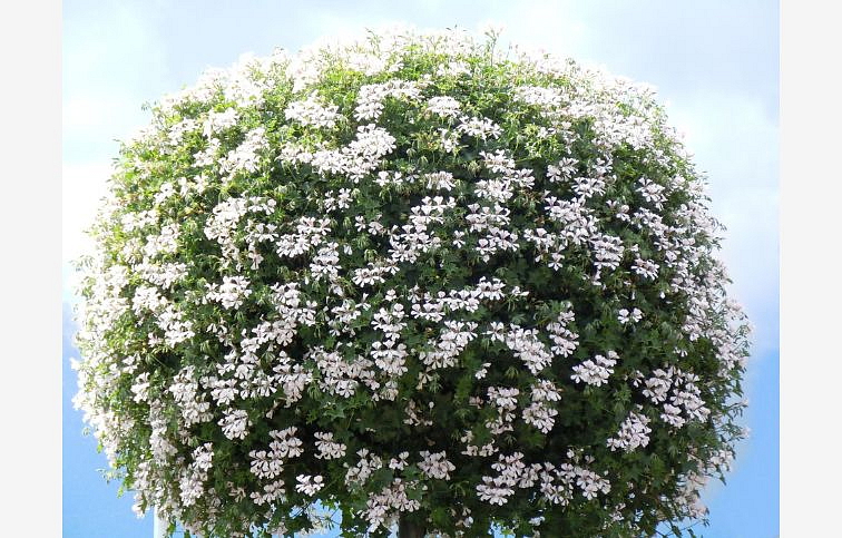 Muškát previsnutý Balcon Alaska - Pelargonia, kont. 0,5 l