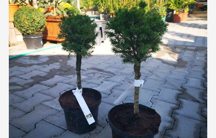 Smrek biely Biesentaler Frühling bonsaj 30-50 cm, kont. 3 l