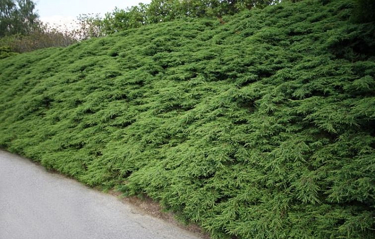 Borievka obyčajná Repanda, kont. 3 l