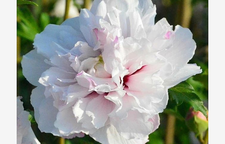 Ibištek sýrsky French Cabaret Pastel 30-50 cm, kont. 2 l