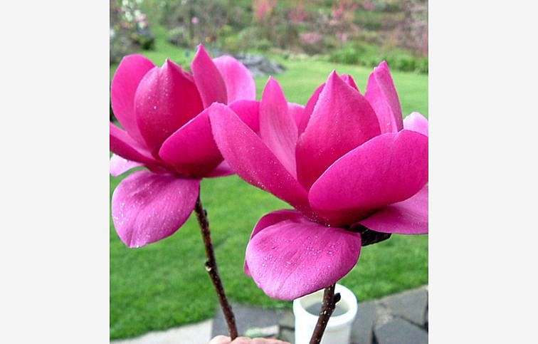 Magnólia hybridná Cleopatra 80-100 cm, kont. 6 l