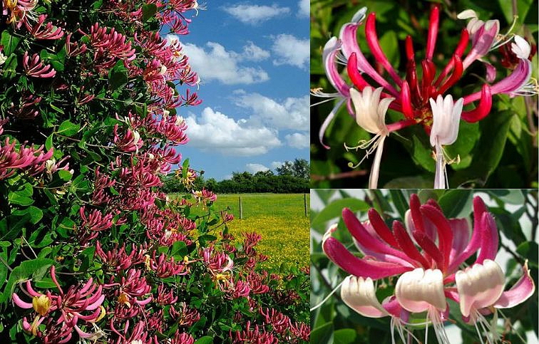 Zemolez japonský Red World 50-60 cm, kont. p15