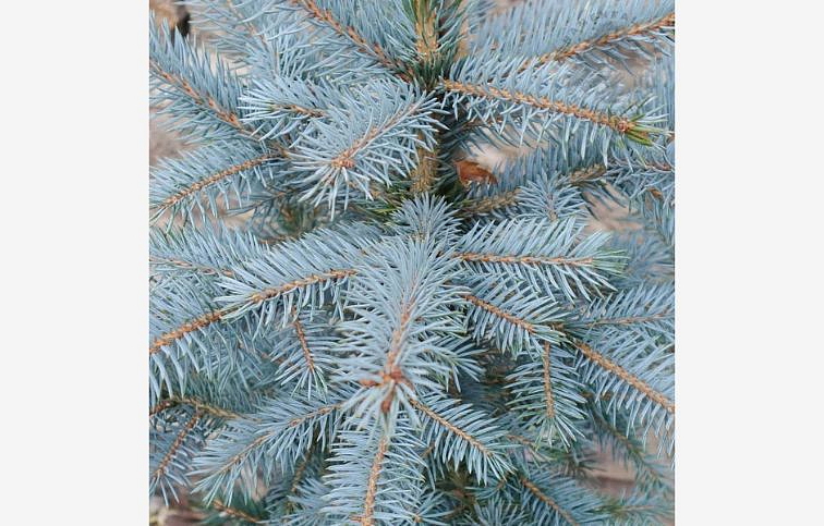 Smrek pichľavý Super Blue 30-40 cm, kont. 2 l