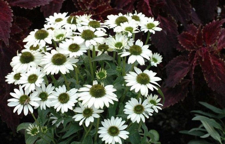 Echinacea Cornetto Coco, kont. 1 l