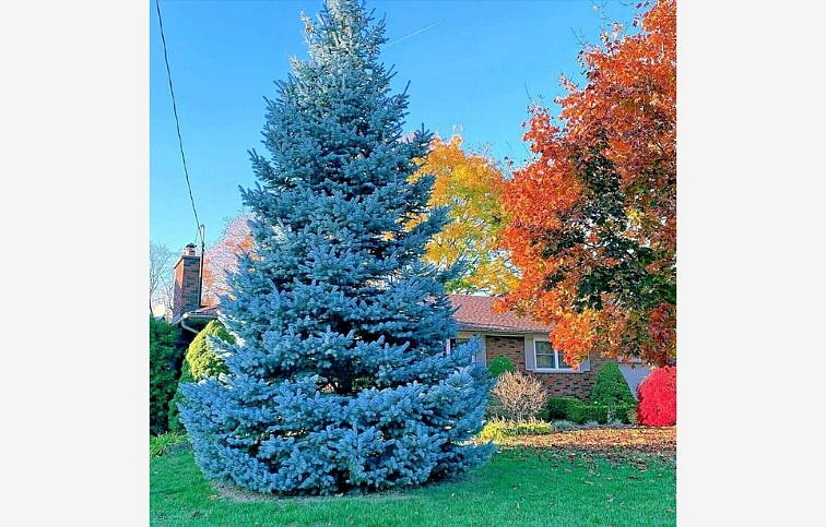 Smrek pichľavý Glauca 35-50cm, kont. p19