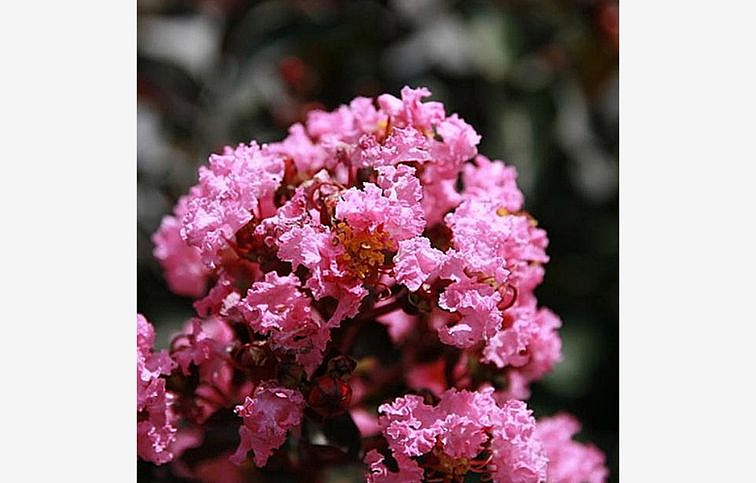 Myrta krepová Rhapsody in Pink na 80-90cm kmienku, výška 110-140 cm, kont. 10 l