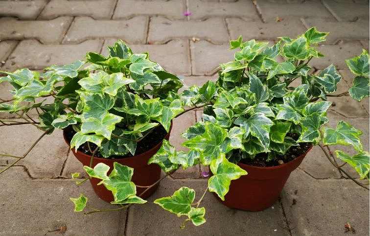 Brečtan Mint Kolibri, kont. p13