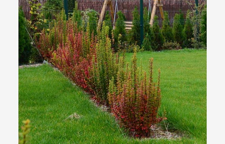 Dráč Thunbergov Erecta 20-30 cm, kont. 2 l