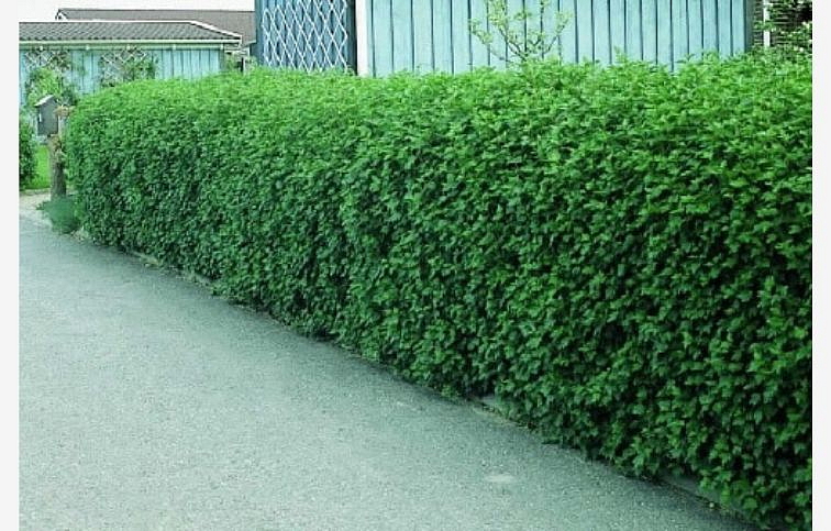 Ríbezľa alpínska Schmidt 40-60cm - Ribes alpinum kont. 2 l