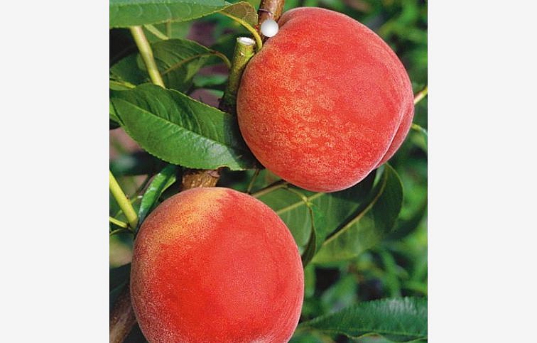 Broskyňa Harnas, podpník Rakonieviczká, voľnok.