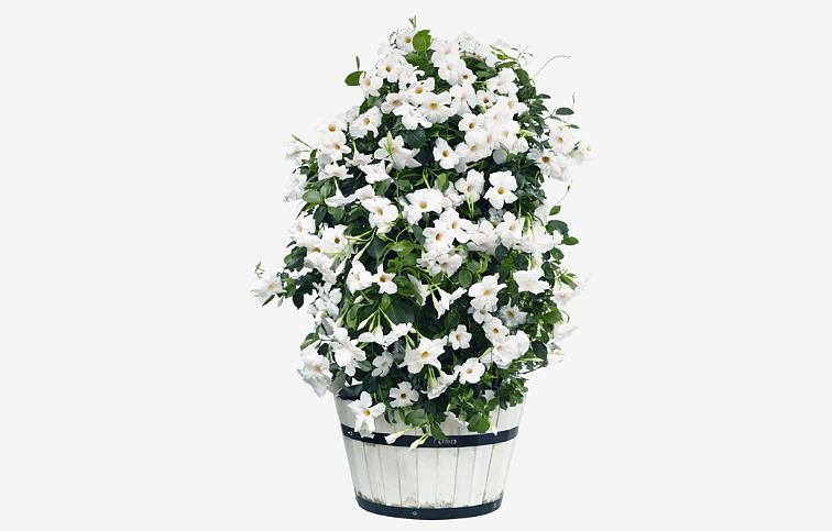 Mandevila Sundaville Beauty White - Dipladenia, kont. 0,7 l