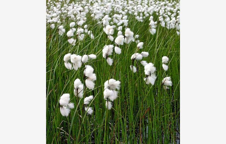 Páperník úzkolistý - Eriophorum angustifolium, kont. p9