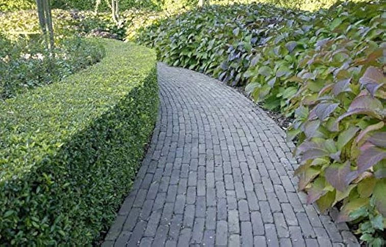 Cezmína Kanehirae 30-50 cm, kont. 3 l