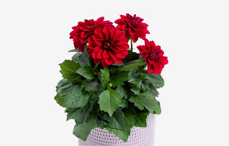 Georgína Imagine Midi Burgundy - Dahlia, kont. 0,7 l