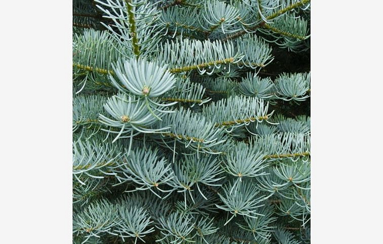 Jedľa srienistá 40-50 cm, kont. p19