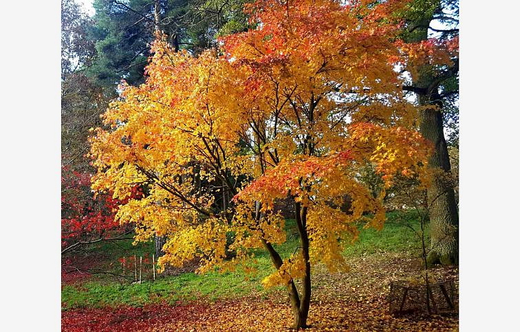 Javor dlaňolistý PALMATUM ORANGE DREAM 70-90 cm, kont. 9 l