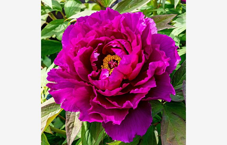 Pivonka drevitá Wu Long Peng Sheng - Paeonia suffruticosa, kont. p14