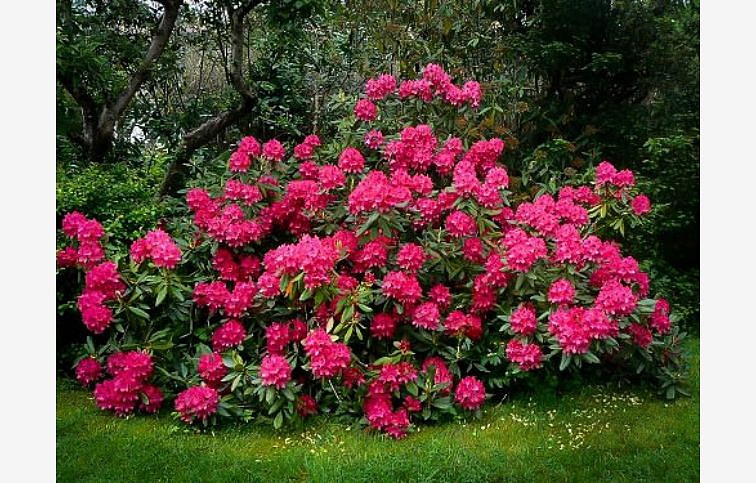 Rododendron hybridný Nova Zembla 20-30cm - Rhododendron kont. 2 l