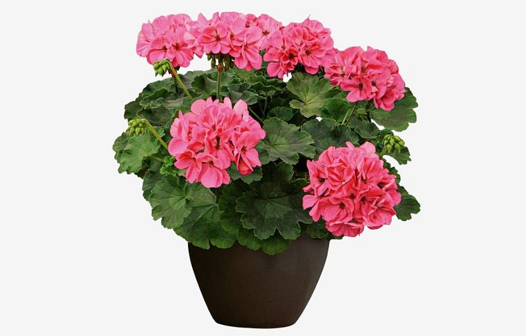 Muškát medzidruhový Champion Flamingo - Pelargonium, kont. 0,7 l