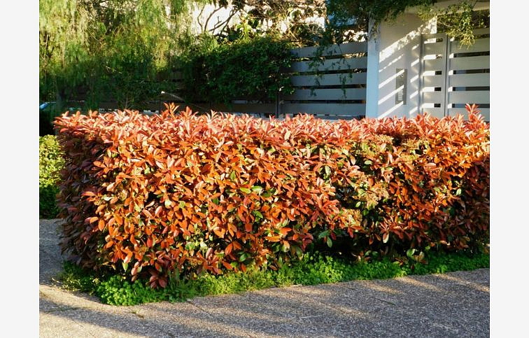 Červienka fraserová RED ROBIN 70-100 cm, kont. 3 l