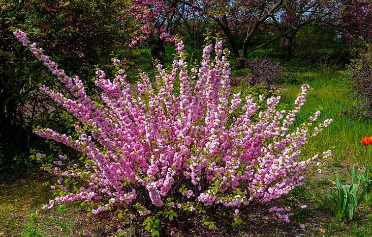 Mandľa trojlaločná 40-80cm, kont. 5 l