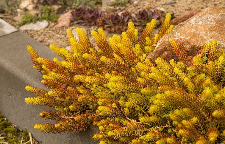 Rozchodník suchomilný Gold - Sedum rupestre, kont. 0,5 l
