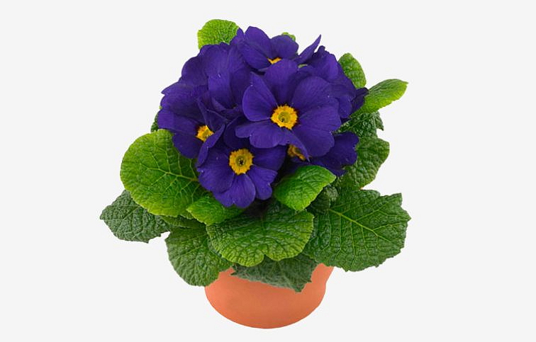 Prvosienka bezbyľová Cairo Blue, kont. p10,5