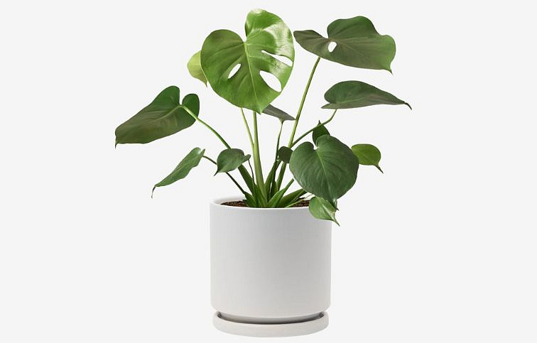 Monstera deliciosa 40-60 cm, kont. p14