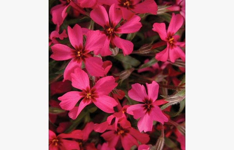 Flox šidlolistý Red Wings - Phlox subulata, kont. 0,5 l