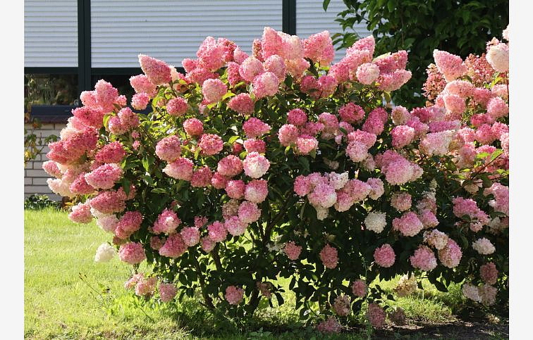 Hortenzia metlinatá Vanille Fraise 30-40 cm, kont. C3