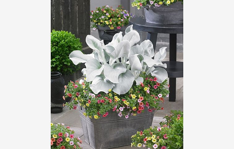 Starček Angel Wings 20 cm, kont. p17