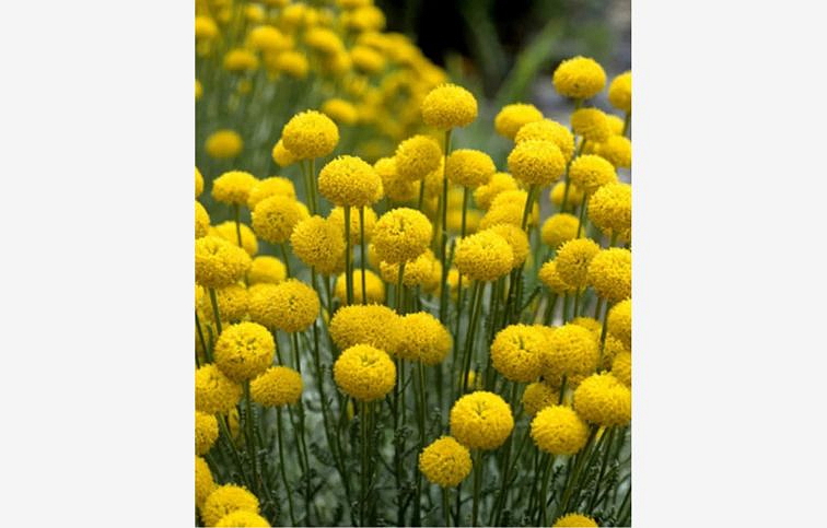 Santolina cypruštekovitá - Santolina chamaecyparissus, kont. 0,5 l