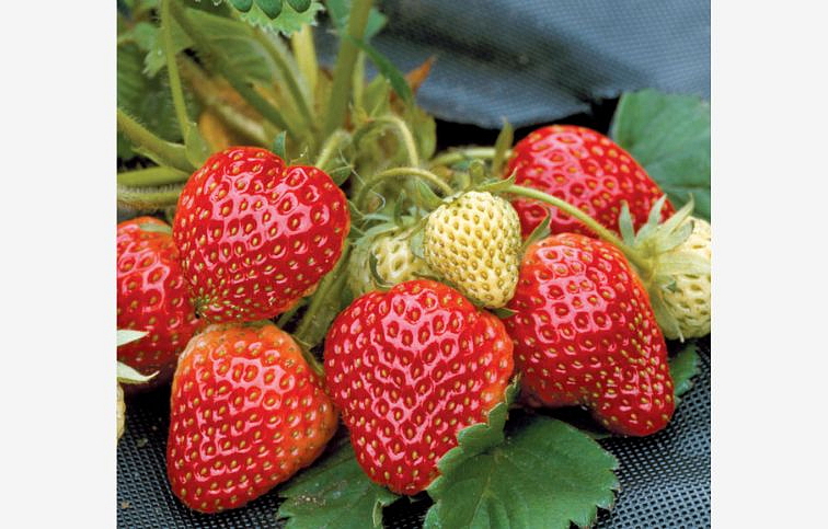 Jahody Honeoye - Frigo sadba A, zväzok 10 ks